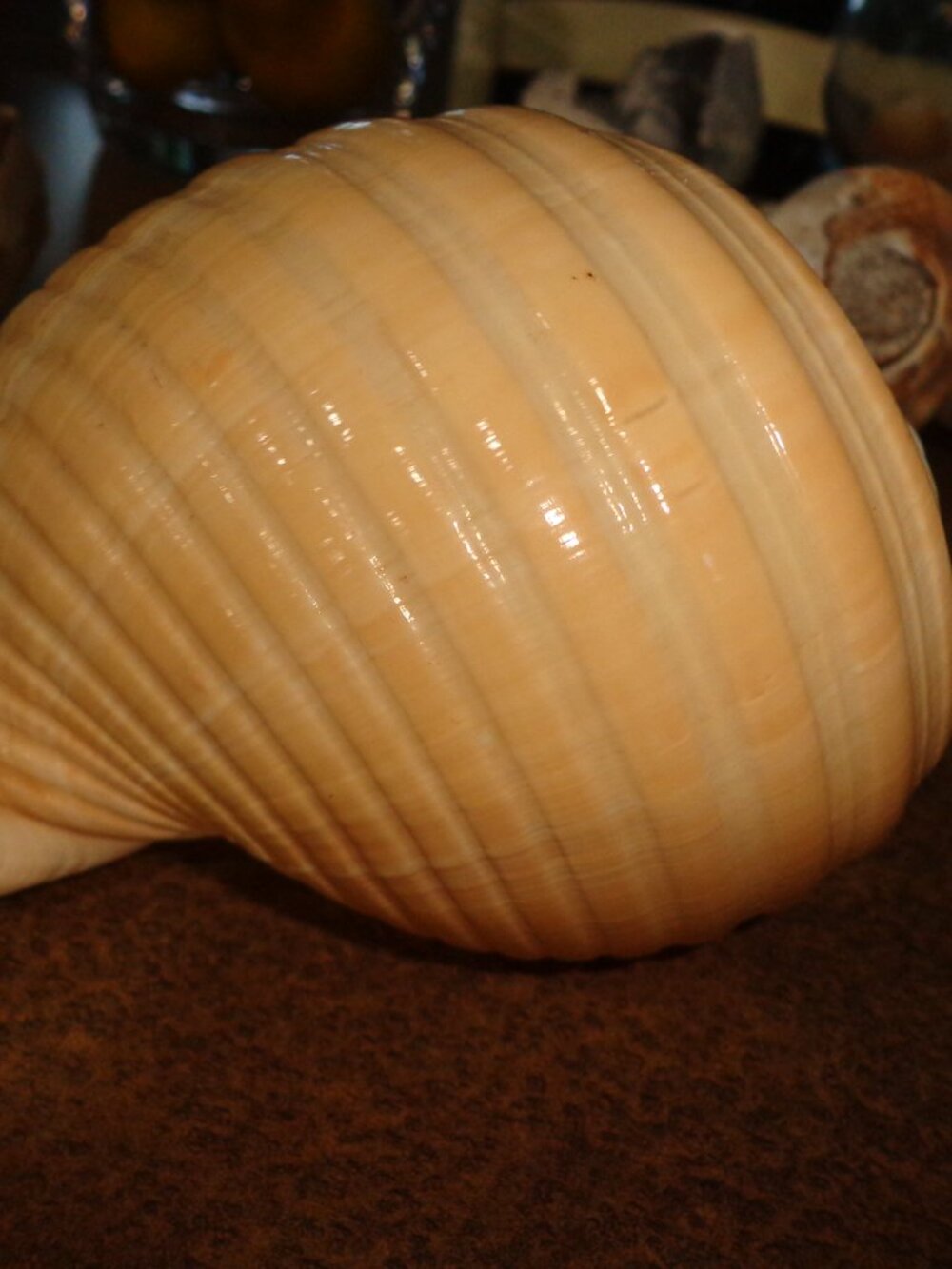 Authentic Sea Shell Tonna Oleria 7" Nature's Beauty - Picture 5 of 5